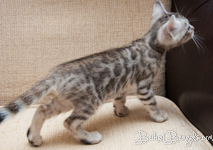 Bengal silber rosetted